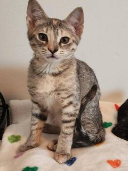 Iyo -  Domestic Short Hair Cat for Adoption in Greensboro, North Carolina - Iyo | PetCurious