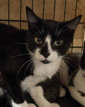 Rescue Domestic Short Hair Cats for Adoption in Capshaw, Alabama - ALICE | PetCurious