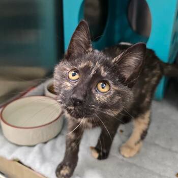 Maebelle -  Domestic Short Hair Cat for Adoption in Williston, Florida - Maebelle | PetCurious