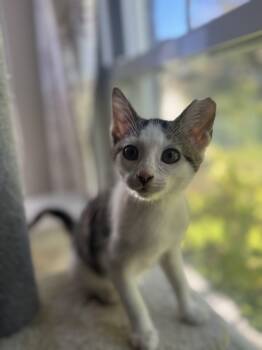 Rescue American Shorthair Cats for Adoption in Massillon, Ohio - Binx | PetCurious