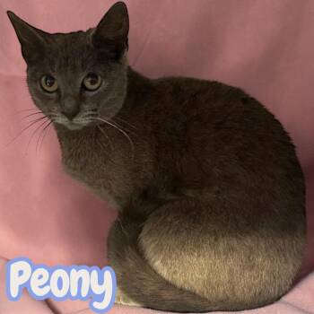 Peony (Ramy) -  Domestic Short Hair Cat for Adoption in Sorrento, Louisiana - Peony (Ramy) | PetCurious