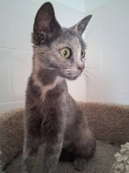 Wisp -  Domestic Short Hair Cat for Adoption in Oviedo, Florida - Wisp | PetCurious