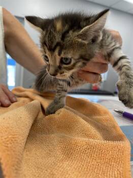 SADIE -  Domestic Short Hair Cat for Adoption in Palmetto, Florida - SADIE | PetCurious