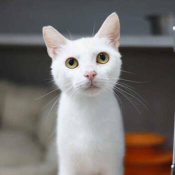 Broccoli -  Domestic Short Hair Cat for Adoption in Atlanta, Georgia - Broccoli | PetCurious