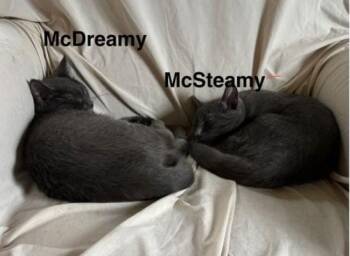 Russian Blue Cats Available for Adoption - McSteamy & McDreamy  Greys Anatomy Litter | PetCurious