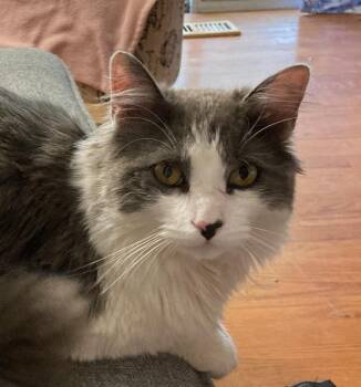 Domestic Long Hair Cats Available for Adoption in Bridgeport, Connecticut - Ember | PetCurious