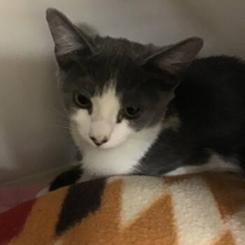 Jolene -  Domestic Short Hair Cat for Adoption in Redwood City, California - Jolene | PetCurious
