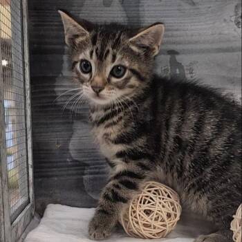 Jelly Belly -  Domestic Short Hair Cat for Adoption in Lynchburg, Virginia - Jelly Belly | PetCurious