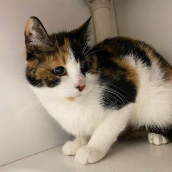 Kahlua -  Domestic Short Hair Cat for Adoption in Fall River, Massachusetts - Kahlua | PetCurious