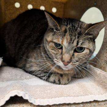 Right -  Domestic Short Hair Cat for Adoption in Pasadena, California - Right | PetCurious