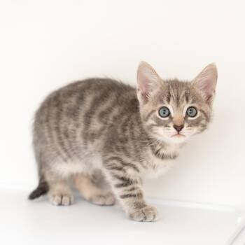 Atticus -  Domestic Short Hair Cat for Adoption in New York, New York - Atticus | PetCurious