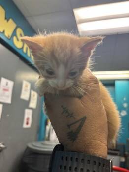 DIXAN -  Domestic Short Hair Cat for Adoption in Doral, Florida - DIXAN | PetCurious