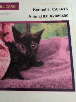 Blindlo -  Domestic Short Hair Cat for Adoption in Parker, Colorado - Blindlo | PetCurious