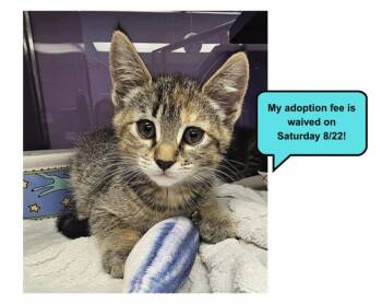 OJ* -  Domestic Short Hair Cat for Adoption in Santa Cruz, California - OJ* | PetCurious