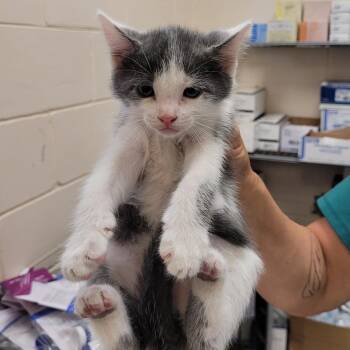 Domestic Short Hair Cats Available for Adoption in Lake Panasoffkee, Florida - 66185 | PetCurious