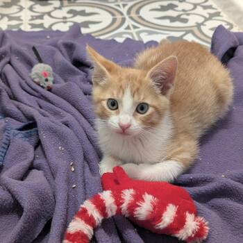 Domestic Short Hair Cats Available for Adoption in Huntington Beach, California - Nutter Butter | PetCurious