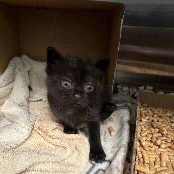 LIL CROW -  Domestic Short Hair Cat for Adoption in Greensboro, North Carolina - LIL CROW | PetCurious