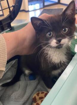 OREO -  Domestic Short Hair Cat for Adoption in Fort Wayne, Indiana - OREO | PetCurious
