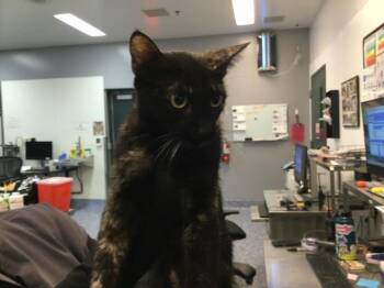 A1922609 -  Domestic Short Hair Cat for Adoption in Thousand Palms, California - A1922609 | PetCurious