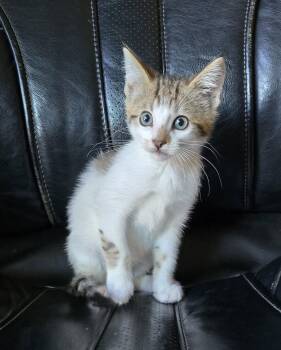 Pacman -  Domestic Short Hair Cat for Adoption in San Jose, California - Pacman | PetCurious