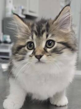 Domestic Long Hair Cats Available for Adoption in Hillsdale, Indiana - Mellow | PetCurious