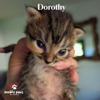 Gold & Girls:  Dorothy -  Domestic Medium Hair Cat for Adoption in Council Bluffs, Iowa - Gold & Girls:  Dorothy | PetCurious