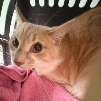 Pebbles -  Domestic Short Hair Cat for Adoption in Philadelphia, Pennsylvania - Pebbles | PetCurious