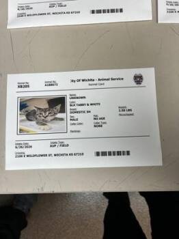 Floran -  Domestic Short Hair Cat for Adoption in Wichita, Kansas - Floran | PetCurious