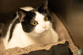 Domestic Short Hair Cats Available for Adoption in Potsdam, New York - Duckie | PetCurious