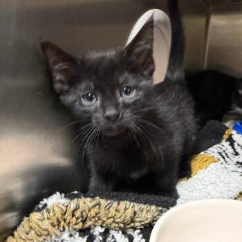 Brazil Nut -  Domestic Short Hair Cat for Adoption in Mankato, Minnesota - Brazil Nut | PetCurious