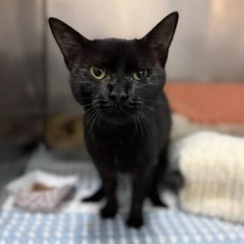 Seashell -  Domestic Short Hair Cat for Adoption in Troy, Virginia - Seashell | PetCurious