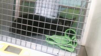 A2096169 -  Domestic Short Hair Cat for Adoption in Houston, Texas - A2096169 | PetCurious