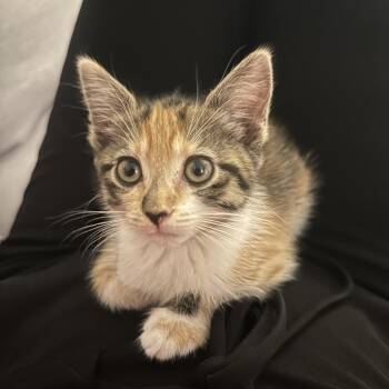 Churro -  Domestic Short Hair Cat for Adoption in Los Angeles, California - Churro | PetCurious