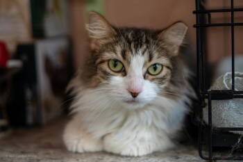 Rescue American Shorthair Cats for Adoption in Maywood, Illinois - Zahara | PetCurious