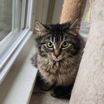 Domestic Medium Hair Cats Available for Adoption - Guppy | PetCurious