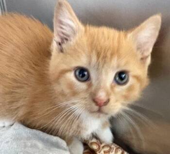 Hermes -  Domestic Short Hair Cat Available for Adoption in Little Falls, Minnesota - Hermes | PetCurious