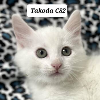 Takoda -  Domestic Long Hair Cat for Adoption in Morganton, North Carolina - Takoda | PetCurious