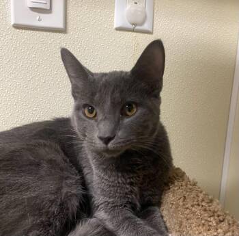 Domestic Short Hair Cats Available for Adoption in Sandusky, Ohio - Flapjack | PetCurious