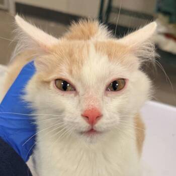 Chai -  Domestic Medium Hair Cat for Adoption in Las Cruces, New Mexico - Chai | PetCurious