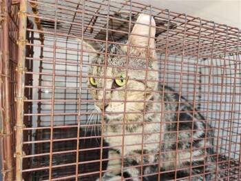 A660885 -  Domestic Short Hair Cat for Adoption in Houston, Texas - A660885 | PetCurious