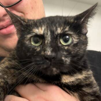 Domestic Short Hair Cats Available for Adoption in Roanoke, Virginia - Sara | PetCurious