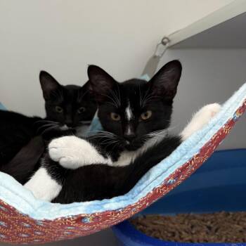 Trent -  Domestic Short Hair Cat for Adoption in Oakland, California - Trent | PetCurious