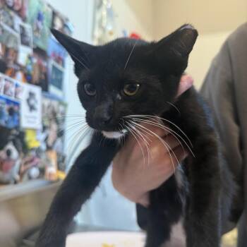 Oat -  Domestic Short Hair Cat for Adoption in Louisville, Kentucky - Oat | PetCurious