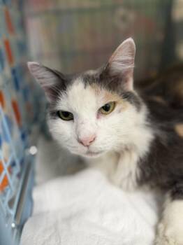 Cali -  Domestic Medium Hair and Domestic Short Hair Cat for Adoption in Gainesville, Florida - Cali | PetCurious