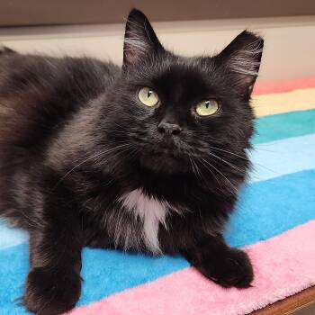 Tux -  Domestic Long Hair Cat for Adoption in Marshfield, Wisconsin - Tux | PetCurious