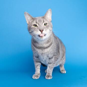 Yuki -  Domestic Short Hair Cat for Adoption in Franklin, Tennessee - Yuki | PetCurious