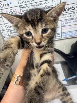 Gemini -  Domestic Short Hair Cat for Adoption in Pomona, New York - Gemini | PetCurious