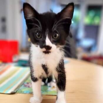 Helium -  Domestic Short Hair Cat for Adoption in Woodinville, Washington - Helium | PetCurious