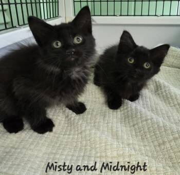 Misty & Midnight -  Domestic Medium Hair Cat for Adoption in Key Largo, Florida - Misty & Midnight | PetCurious