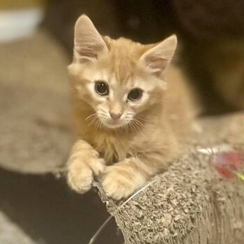 Cupid -  Domestic Long Hair Cat for Adoption in Philadelphia, Pennsylvania - Cupid | PetCurious